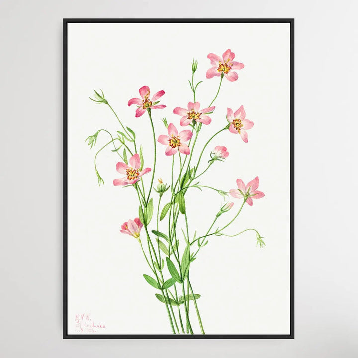 Sabbatia stellaris (1926) by Mary Vaux Walcott I Heart Wall Art Australia 