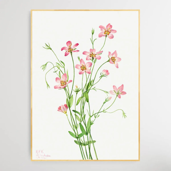 Sabbatia stellaris (1926) by Mary Vaux Walcott I Heart Wall Art Australia 