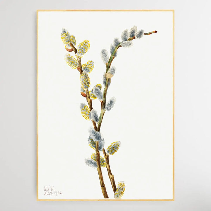 Salix discolor (1920) by Mary Vaux Walcott I Heart Wall Art Australia 