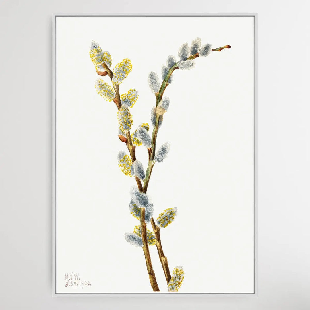 Salix discolor (1920) by Mary Vaux Walcott I Heart Wall Art Australia 