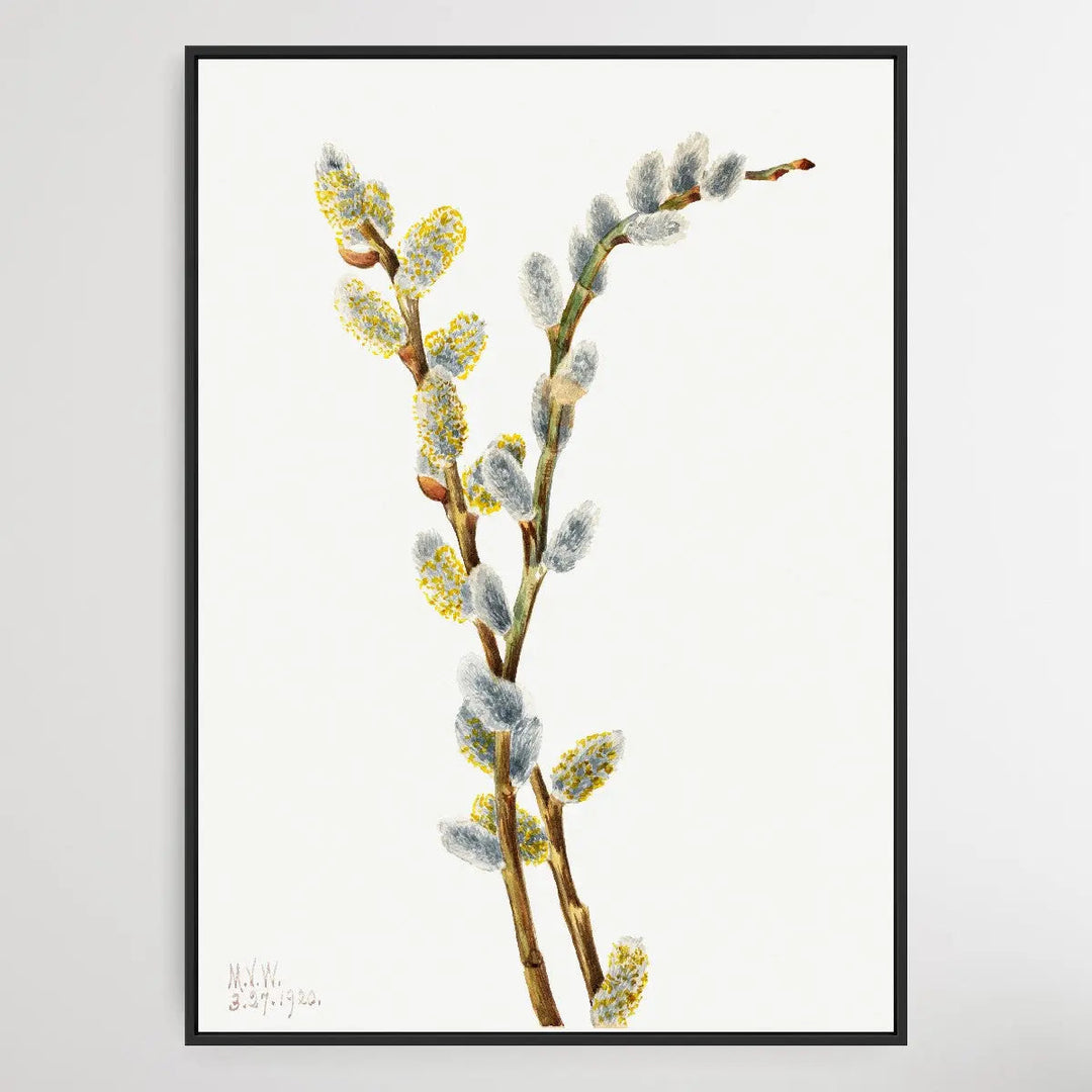 Salix discolor (1920) by Mary Vaux Walcott I Heart Wall Art Australia 