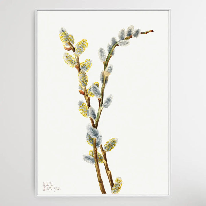 Salix discolor (1920) by Mary Vaux Walcott I Heart Wall Art Australia 