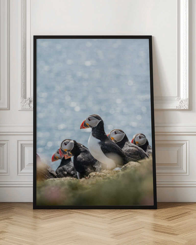 Scottish Puffins - Stretched Canvas, Poster or Fine Art Print - I Heart Wall Art - Poster Print, Canvas Print or Framed Art Print