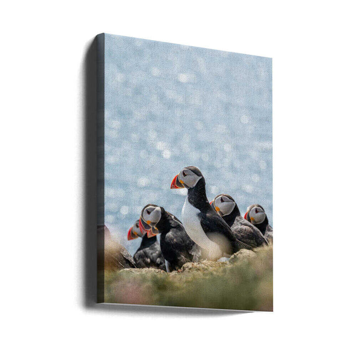 Scottish Puffins - Stretched Canvas, Poster or Fine Art Print - I Heart Wall Art - Poster Print, Canvas Print or Framed Art Print