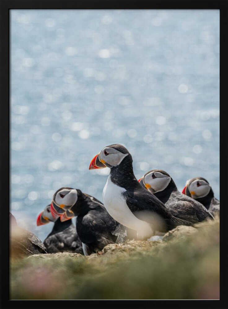 Scottish Puffins - Stretched Canvas, Poster or Fine Art Print - I Heart Wall Art - Poster Print, Canvas Print or Framed Art Print
