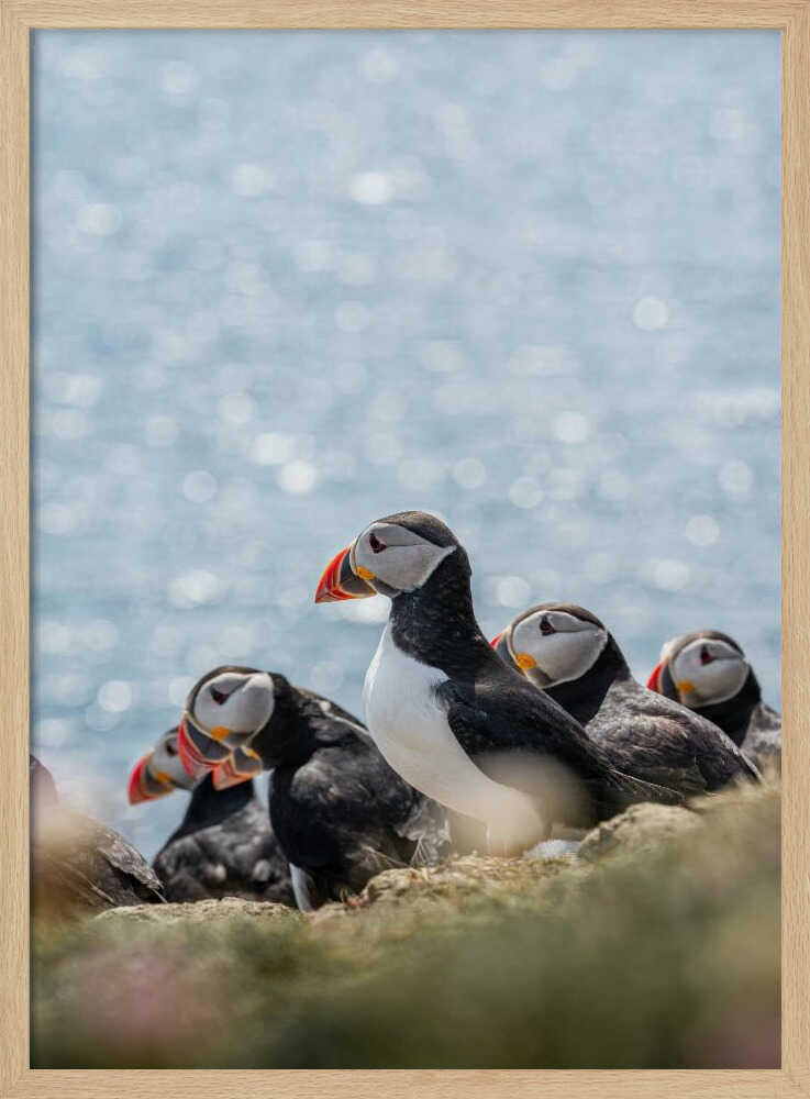 Scottish Puffins - Stretched Canvas, Poster or Fine Art Print - I Heart Wall Art - Poster Print, Canvas Print or Framed Art Print