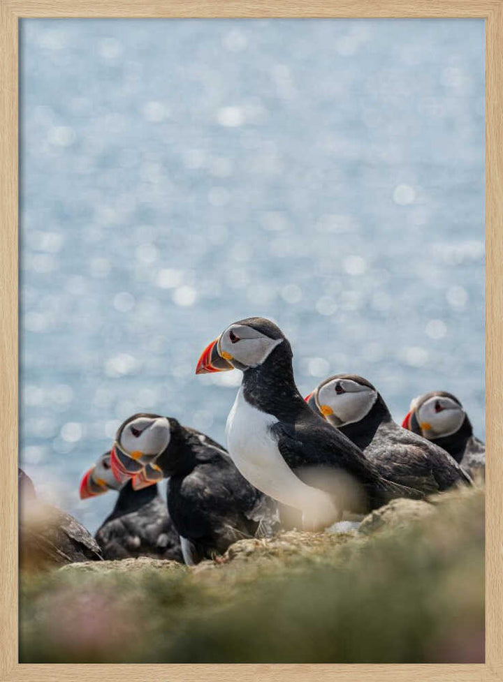 Scottish Puffins - Stretched Canvas, Poster or Fine Art Print - I Heart Wall Art - Poster Print, Canvas Print or Framed Art Print