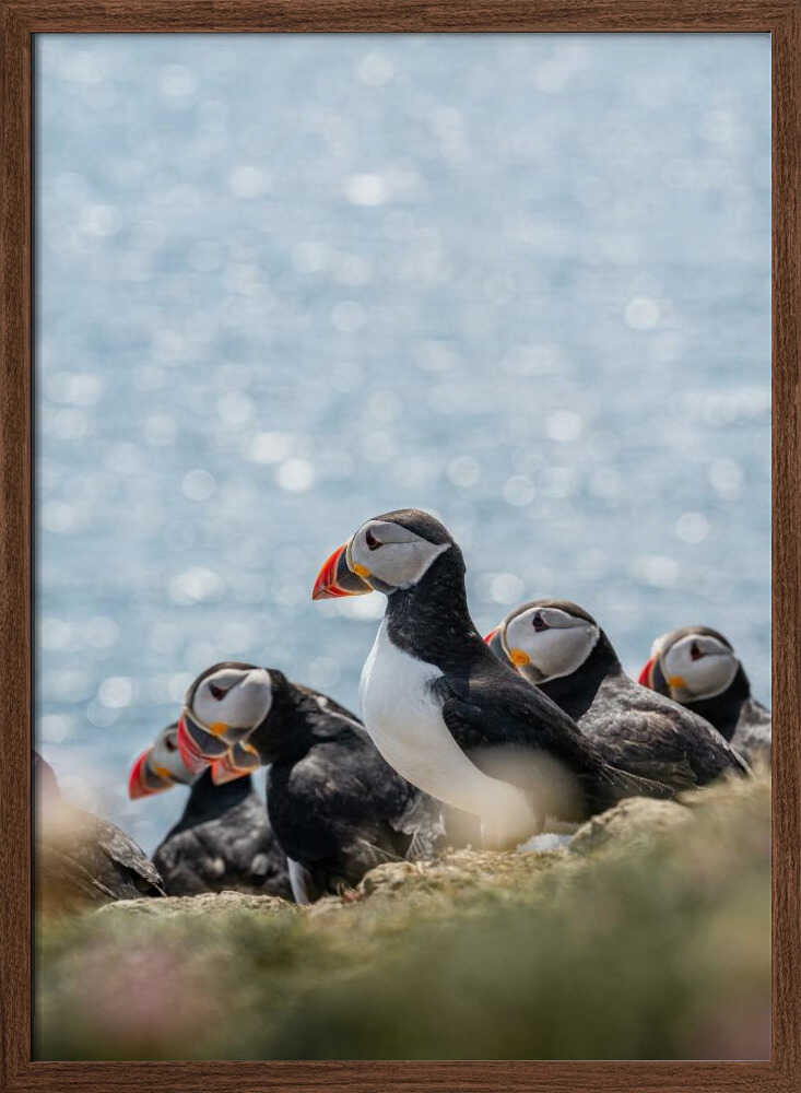 Scottish Puffins - Stretched Canvas, Poster or Fine Art Print - I Heart Wall Art - Poster Print, Canvas Print or Framed Art Print