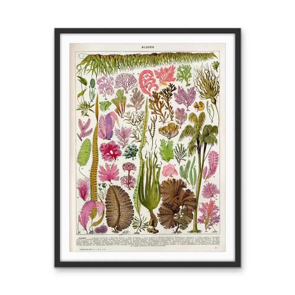 Seaweed/Algues Vintage Scientific Chart - Stretched Canvas Print or Framed Fine Art Print - Artwork I Heart Wall Art Australia