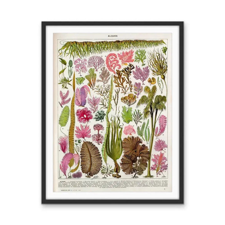 Seaweed/Algues Vintage Scientific Chart - Stretched Canvas Print or Framed Fine Art Print - Artwork I Heart Wall Art Australia