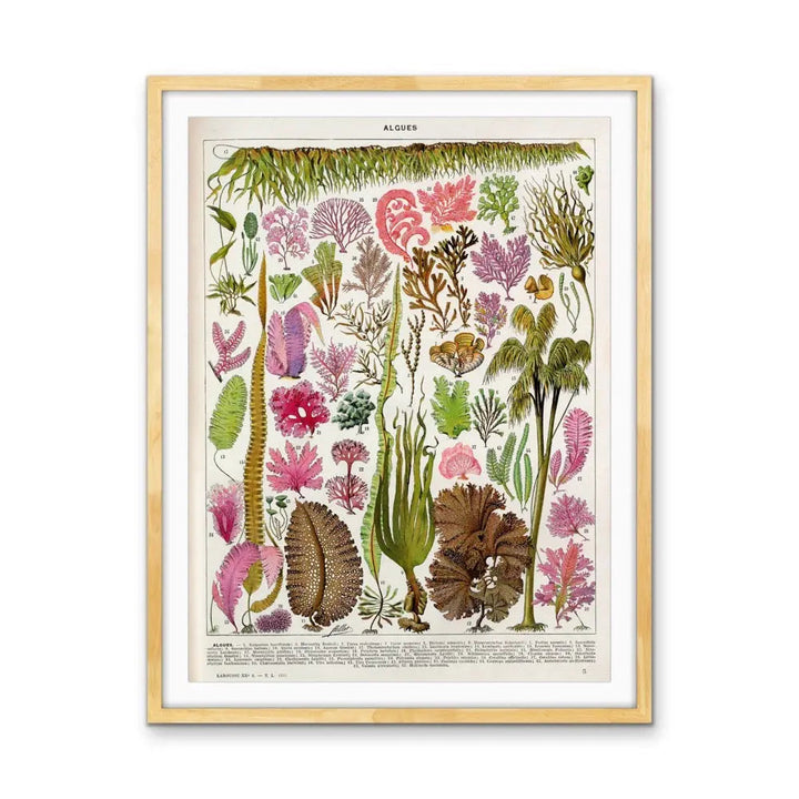 Seaweed/Algues Vintage Scientific Chart - Stretched Canvas Print or Framed Fine Art Print - Artwork I Heart Wall Art Australia