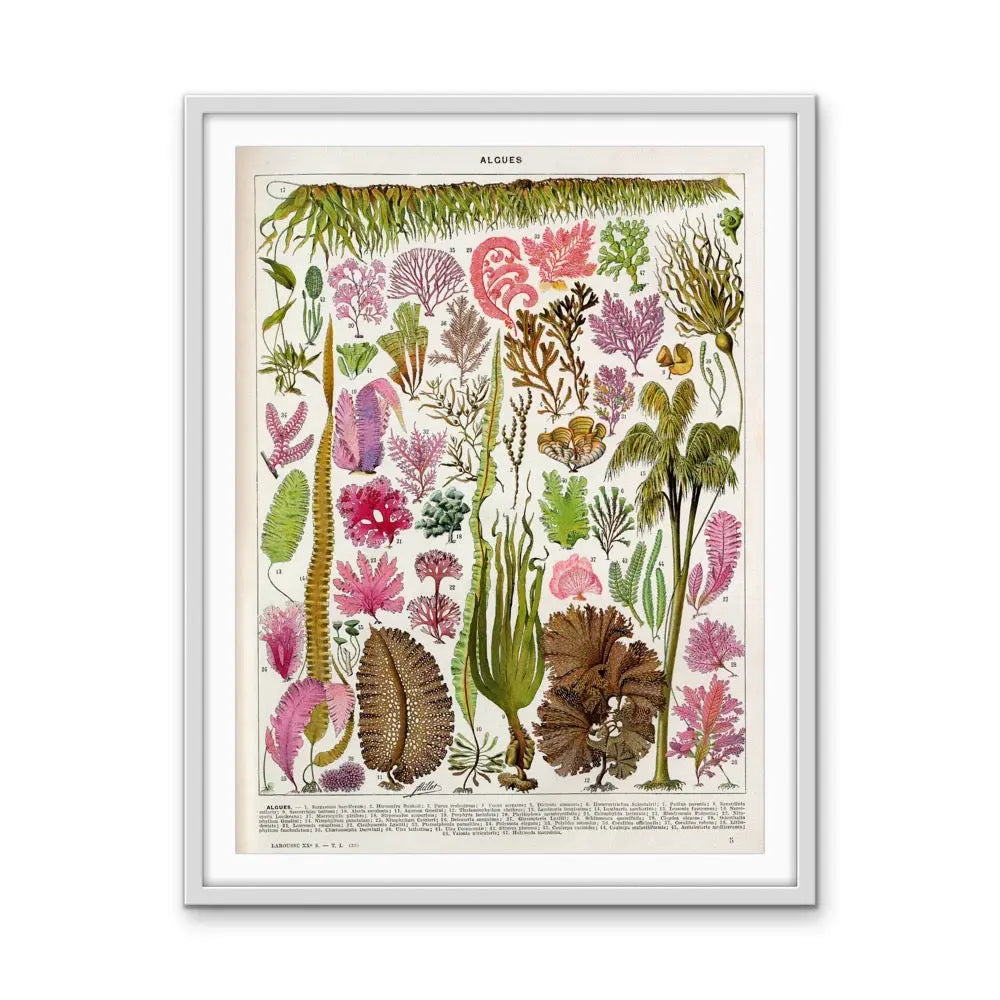 Seaweed/Algues Vintage Scientific Chart - Stretched Canvas Print or Framed Fine Art Print - Artwork I Heart Wall Art Australia