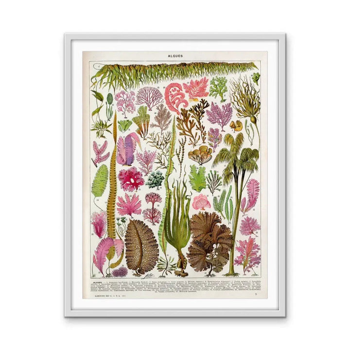 Seaweed/Algues Vintage Scientific Chart - Stretched Canvas Print or Framed Fine Art Print - Artwork I Heart Wall Art Australia