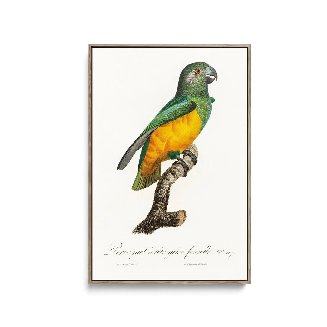 Senegal Parrot from Natural History of Parrots (1801—1805) by Francois Levaillant - Stretched Canvas Print or Framed Fine Art Print - Artwork I Heart Wall Art Australia 