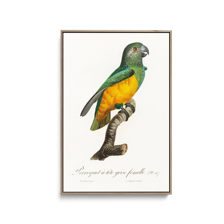 Senegal Parrot from Natural History of Parrots (1801—1805) by Francois Levaillant - Stretched Canvas Print or Framed Fine Art Print - Artwork I Heart Wall Art Australia 