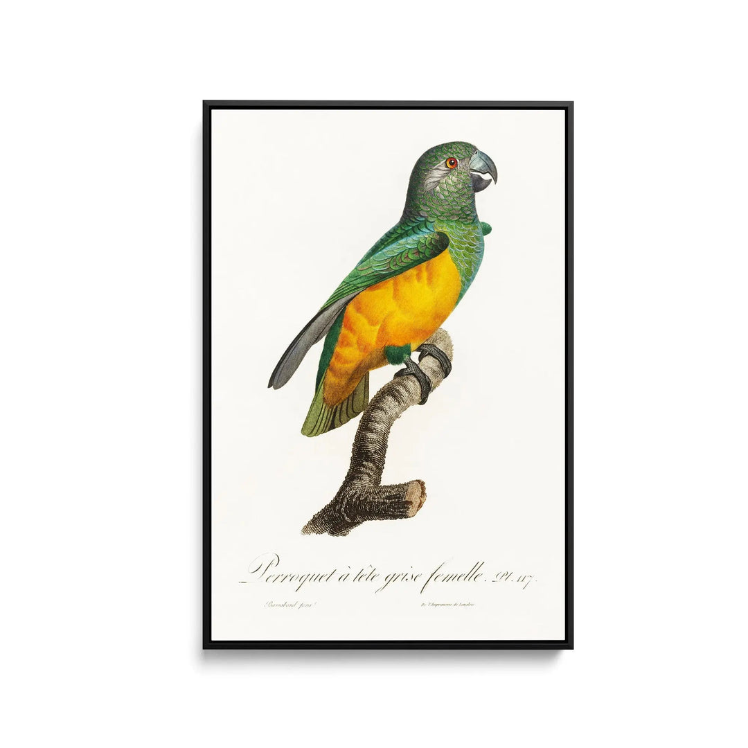 Senegal Parrot from Natural History of Parrots (1801—1805) by Francois Levaillant - Stretched Canvas Print or Framed Fine Art Print - Artwork I Heart Wall Art Australia 
