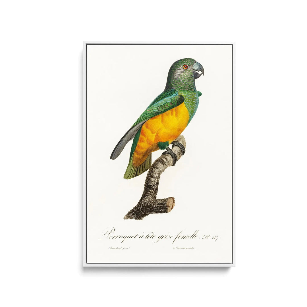 Senegal Parrot from Natural History of Parrots (1801—1805) by Francois Levaillant - Stretched Canvas Print or Framed Fine Art Print - Artwork I Heart Wall Art Australia 