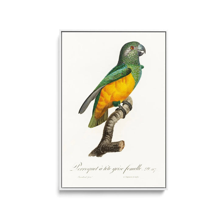 Senegal Parrot from Natural History of Parrots (1801—1805) by Francois Levaillant - Stretched Canvas Print or Framed Fine Art Print - Artwork I Heart Wall Art Australia 
