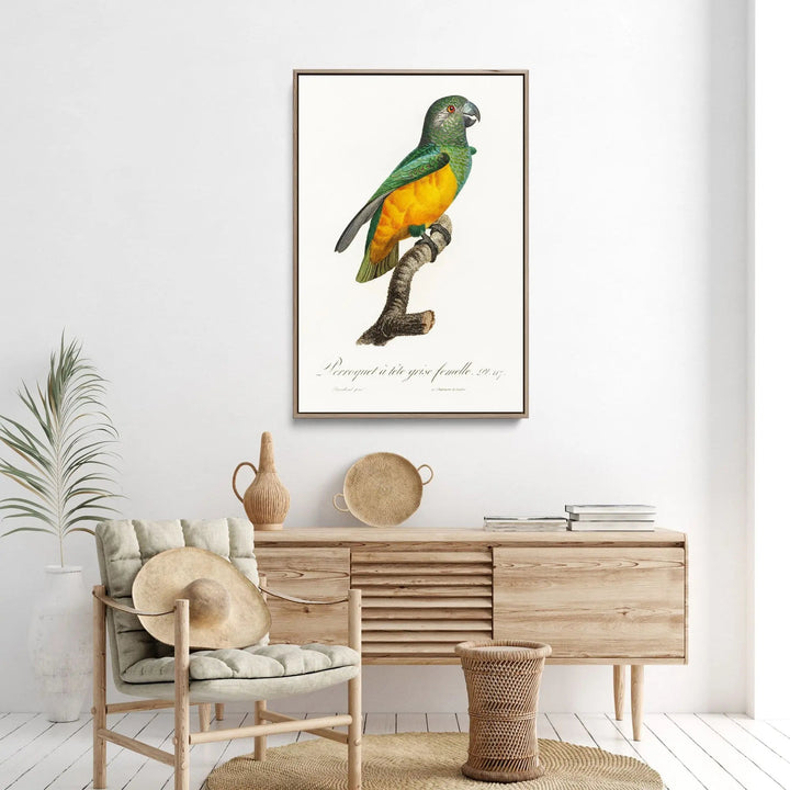 Senegal Parrot from Natural History of Parrots (1801—1805) by Francois Levaillant - Stretched Canvas Print or Framed Fine Art Print - Artwork I Heart Wall Art Australia 