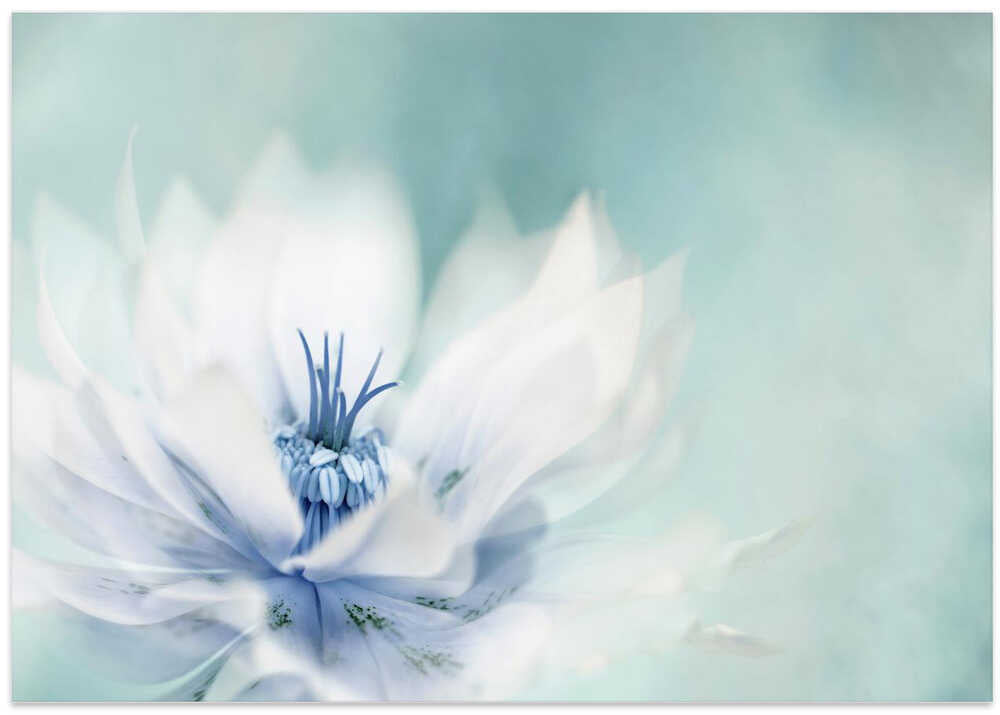 Serene Blue Flower - Floral Photographic Stretched Canvas Poster or Fine Art Print