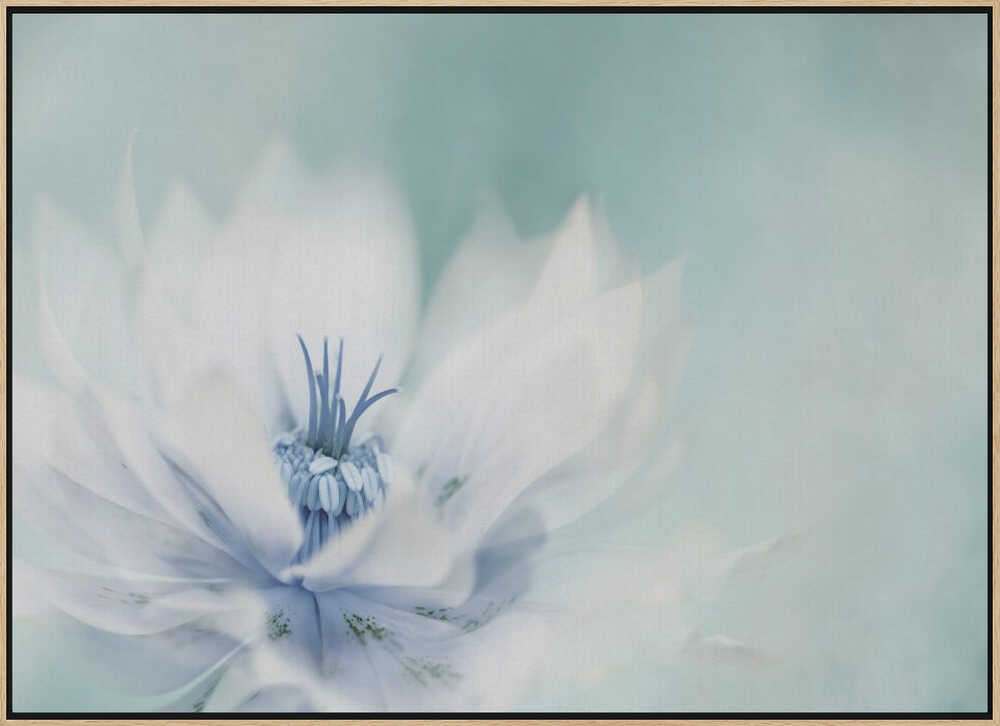 Serene Blue Flower - Floral Photographic Stretched Canvas Poster or Fine Art Print