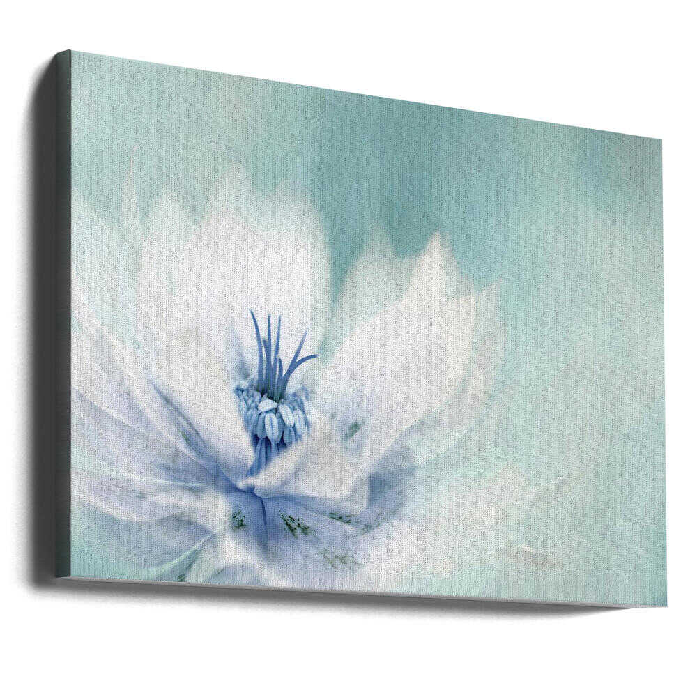 Serene Blue Flower - Floral Photographic Stretched Canvas Poster or Fine Art Print