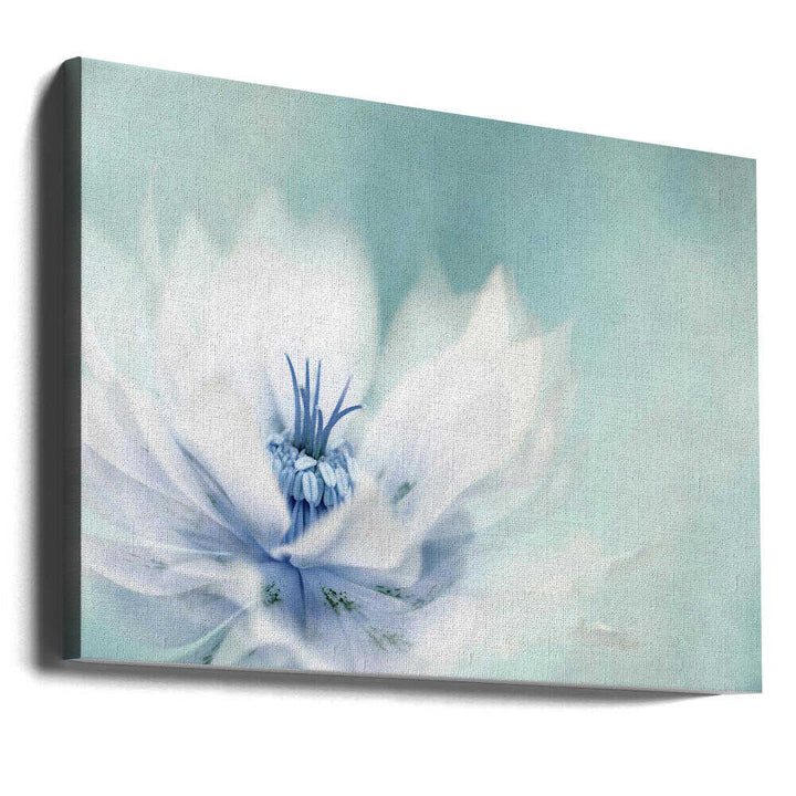 Serene Blue Flower - Floral Photographic Stretched Canvas Poster or Fine Art Print