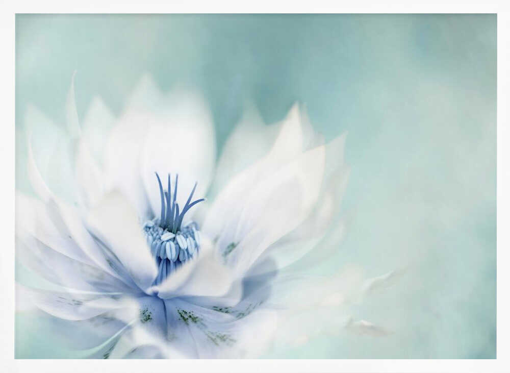 Serene Blue Flower - Floral Photographic Stretched Canvas Poster or Fine Art Print