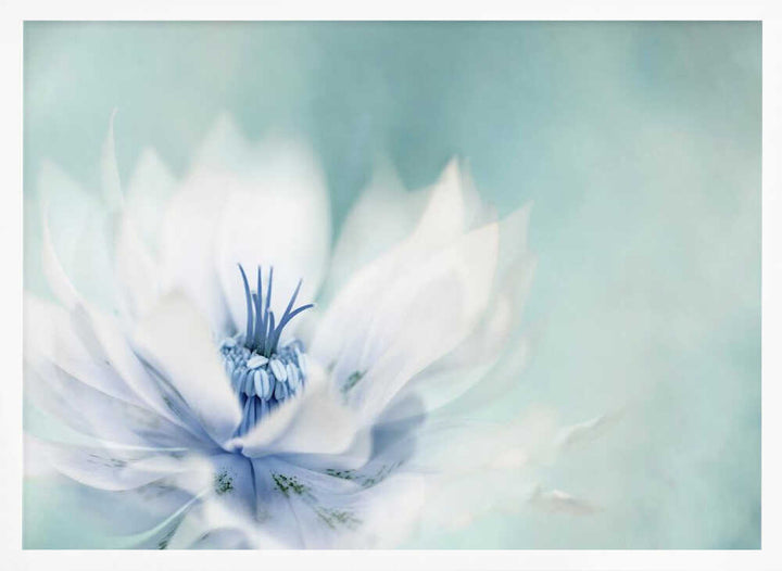 Serene Blue Flower - Floral Photographic Stretched Canvas Poster or Fine Art Print