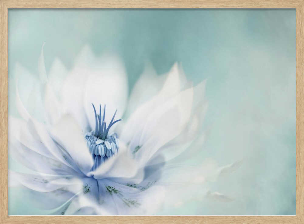 Serene Blue Flower - Floral Photographic Stretched Canvas Poster or Fine Art Print