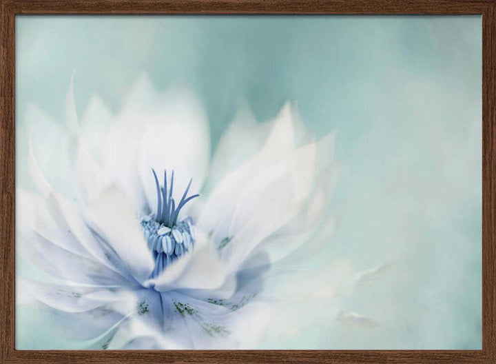Serene Blue Flower - Floral Photographic Stretched Canvas Poster or Fine Art Print