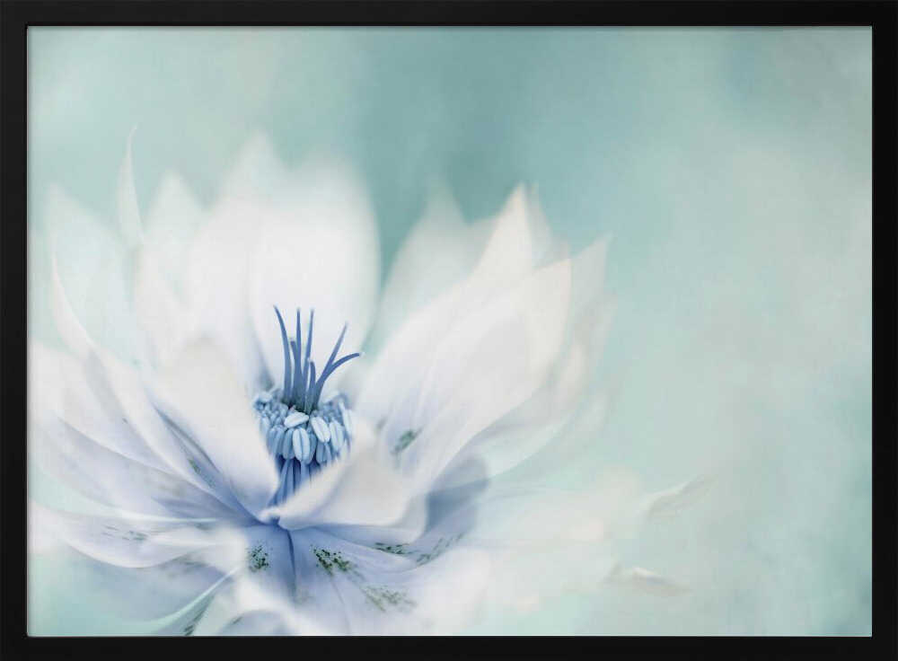 Serene Blue Flower - Floral Photographic Stretched Canvas Poster or Fine Art Print