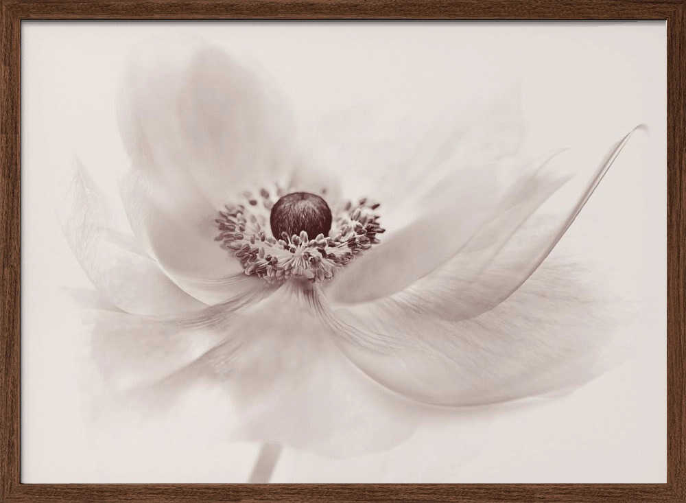 Serene Floral Beauty - Photographic Stretched Canvas Poster or Fine Art Print