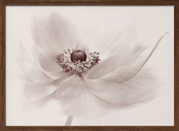 Serene Floral Beauty - Photographic Stretched Canvas Poster or Fine Art Print