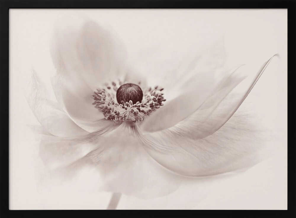 Serene Floral Beauty - Photographic Stretched Canvas Poster or Fine Art Print
