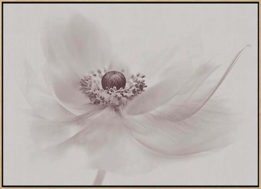 Serene Floral Beauty - Photographic Stretched Canvas Poster or Fine Art Print