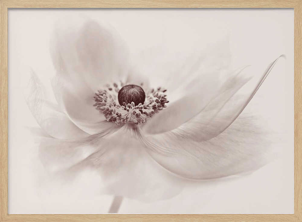 Serene Floral Beauty - Photographic Stretched Canvas Poster or Fine Art Print