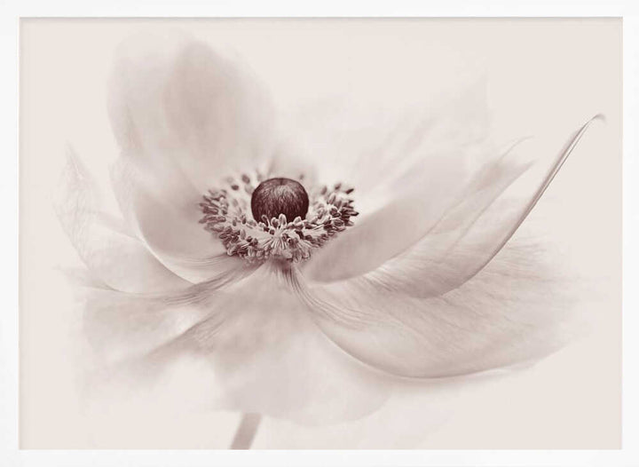 Serene Floral Beauty - Photographic Stretched Canvas Poster or Fine Art Print