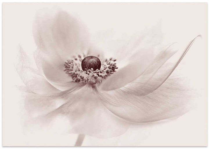 Serene Floral Beauty - Photographic Stretched Canvas Poster or Fine Art Print