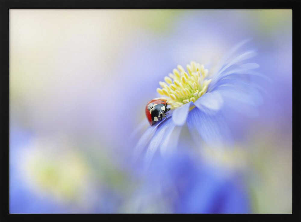 Serene Ladybug Flower - Floral Photographic Stretched Canvas Poster or Fine Art Print