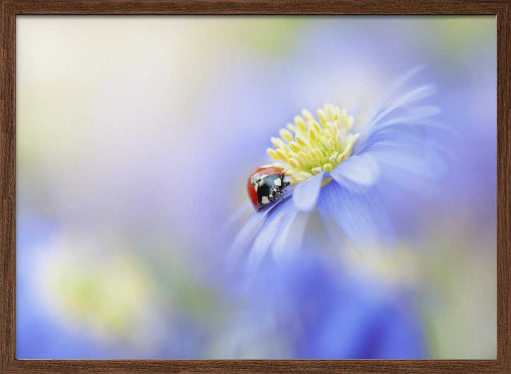 Serene Ladybug Flower - Floral Photographic Stretched Canvas Poster or Fine Art Print