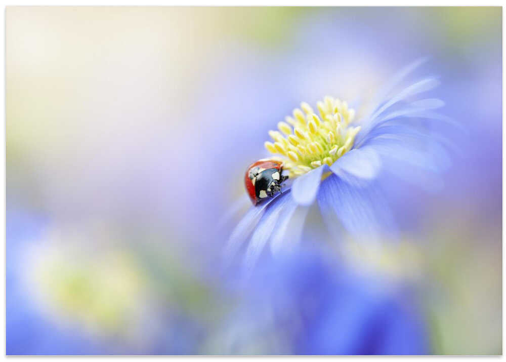 Serene Ladybug Flower - Floral Photographic Stretched Canvas Poster or Fine Art Print