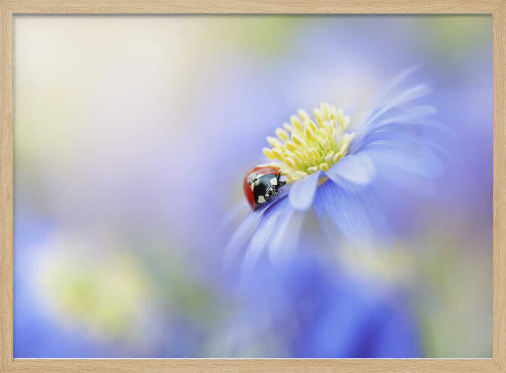 Serene Ladybug Flower - Floral Photographic Stretched Canvas Poster or Fine Art Print
