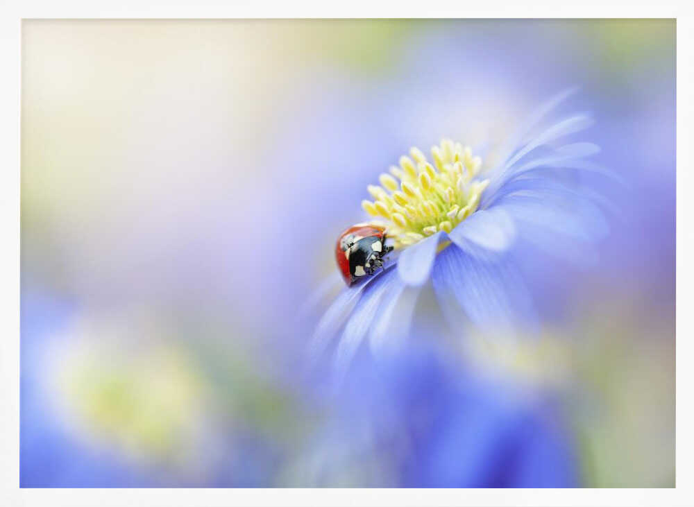Serene Ladybug Flower - Floral Photographic Stretched Canvas Poster or Fine Art Print
