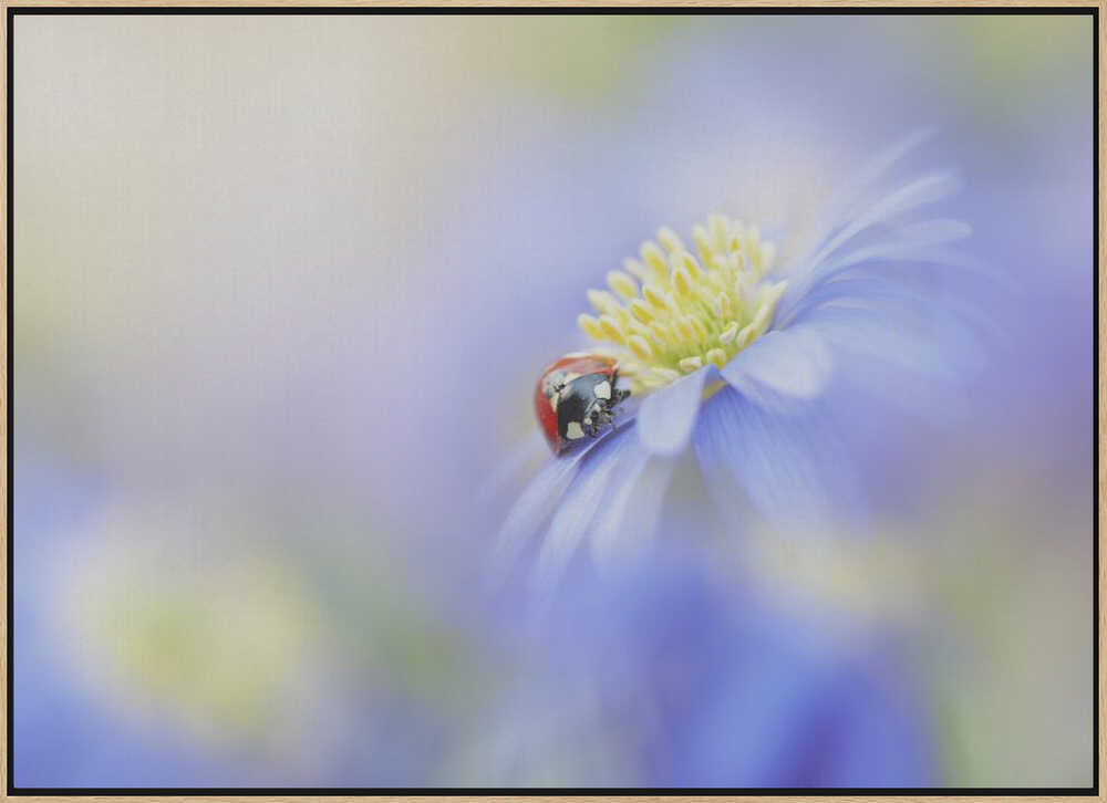 Serene Ladybug Flower - Floral Photographic Stretched Canvas Poster or Fine Art Print