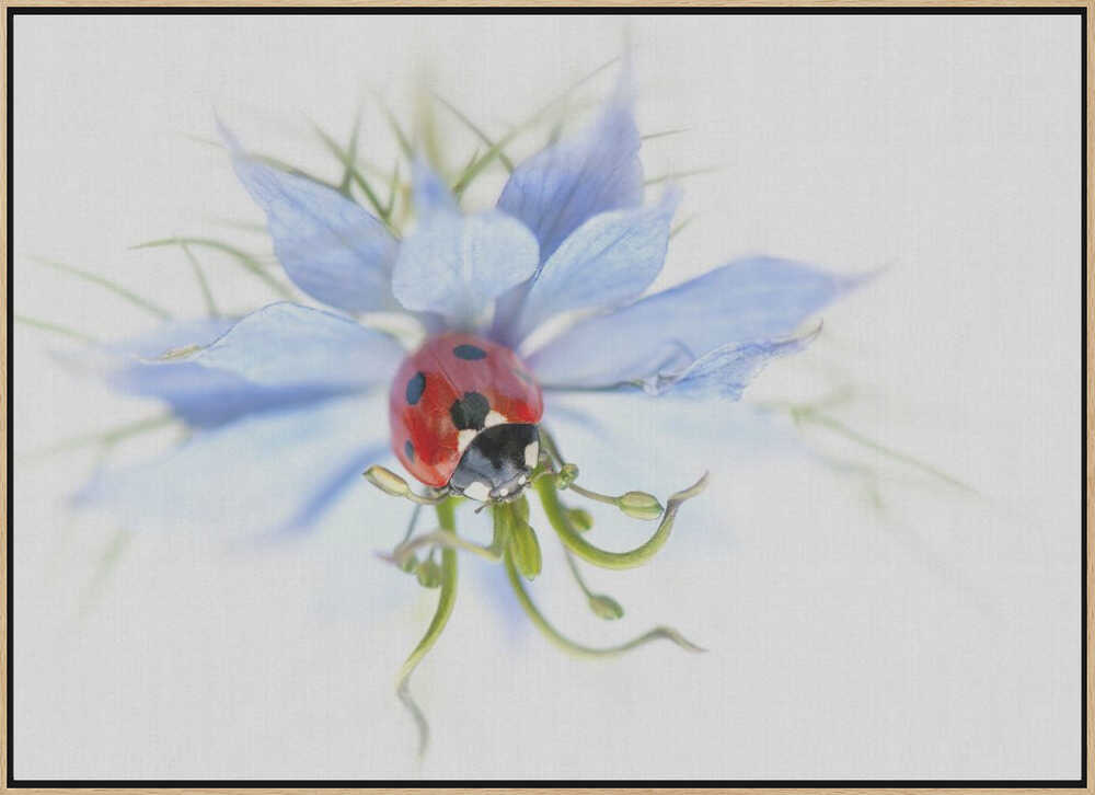 Serene Ladybug on Blue Flower - Floral Photographic Stretched Canvas Poster or Fine Art Print