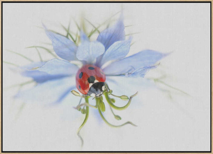 Serene Ladybug on Blue Flower - Floral Photographic Stretched Canvas Poster or Fine Art Print