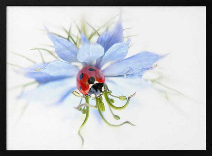 Serene Ladybug on Blue Flower - Floral Photographic Stretched Canvas Poster or Fine Art Print