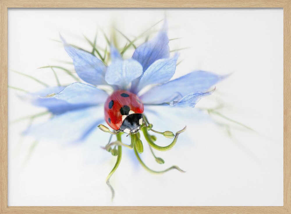 Serene Ladybug on Blue Flower - Floral Photographic Stretched Canvas Poster or Fine Art Print