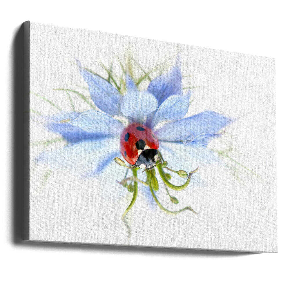 Serene Ladybug on Blue Flower - Floral Photographic Stretched Canvas Poster or Fine Art Print